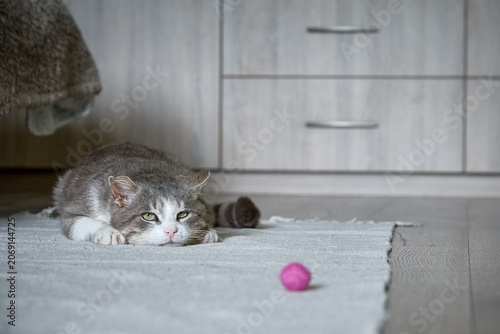 Portrait of a sad or tired gray and white cat lying on a light carpet.