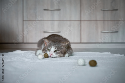Portrait of a sad or tired gray and white cat lying on a light carpet.