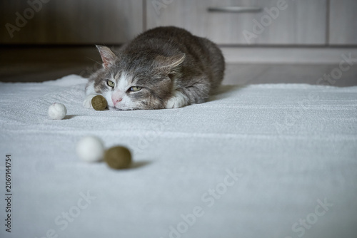 Portrait of a sad or tired gray and white cat lying on a light carpet.