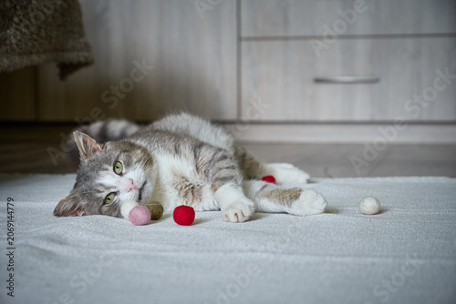 Portrait of a sad or tired gray and white cat lying on a light carpet.