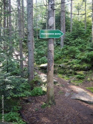 Green directional arrow sign on tree trunk in Carpathian forest