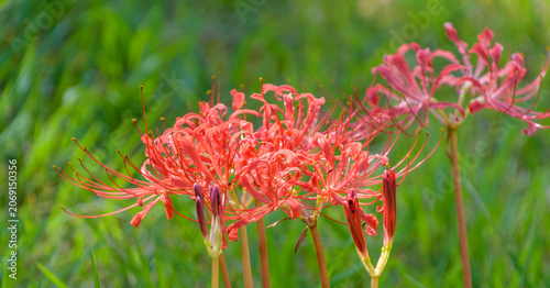 Fotografie Vibrant red spider lilies blooming beautifully in the green grass during autumn