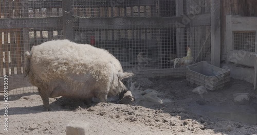 Large pig looking for food in the rural pen