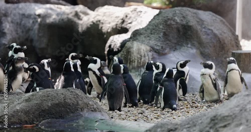 African penguins gathering on rocky shoreline with pebbles