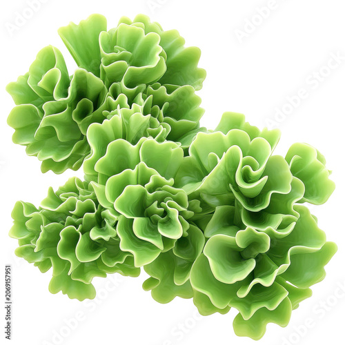 Lush green lettuce-like plant clusters with soft curving leaves isolated on white background