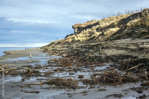 Duwanni Jar, bank of the Kolyma, the bank breaks off due to thawing permafrost, trees sink, drunken trees, Yakutia, Russia