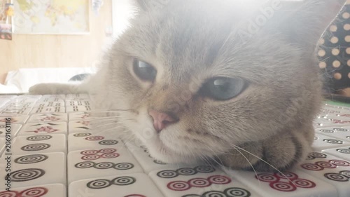 adorable cat resting in china