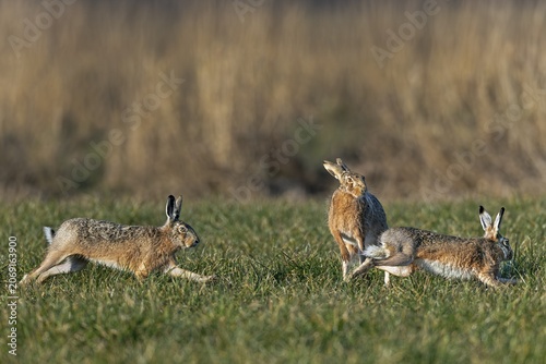 While the males circle the doe (Lepus europaeus) in a wild chase, she stands on her hind legs to fend off their advances, mating season, morning light, gathering season, spring, Germany
