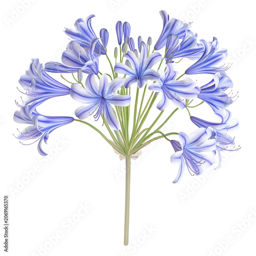 Agapanthus umbellatus bouquet striped blue flowers and buds isolated on white background