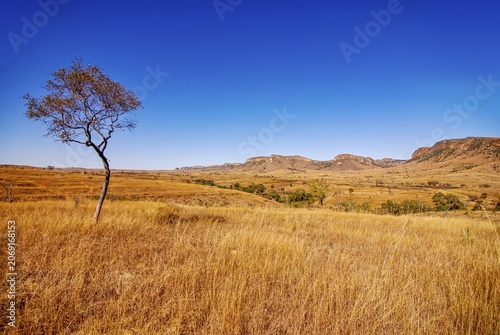 Savannah in the Isalo National Park, Madagascar, Indian Ocean