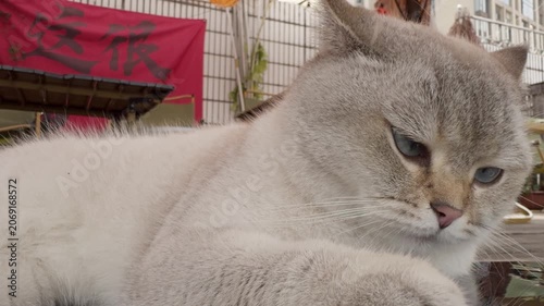 adorable cat resting in china