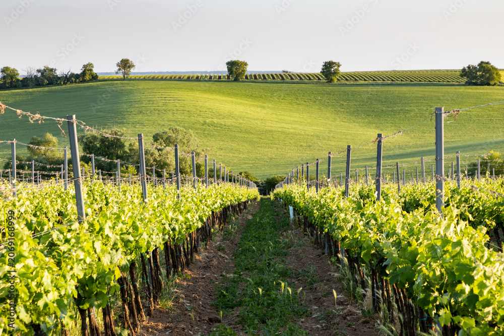 Fototapeta premium vineyard in early summer in Czech Moravia