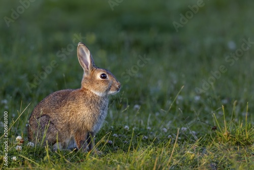 The young wild rabbit (Oryctolagus cuniculus) can still enjoy the warming sun, but in a few minutes everything will be in the shade, young animal, animal children, Germany
