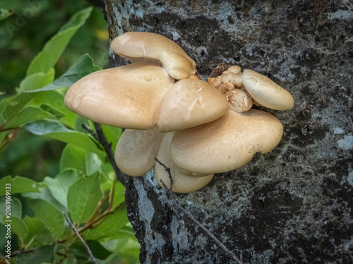 Fényképezés Oyster mushroom growing naturally in Saskatchewan forest.