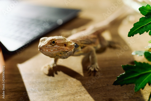 Close up of bearded dragon lizard resting on desk near laptop, suggesting exotic pet care in workspace. Suitable for pet ownership, veterinary, reptile care marketing