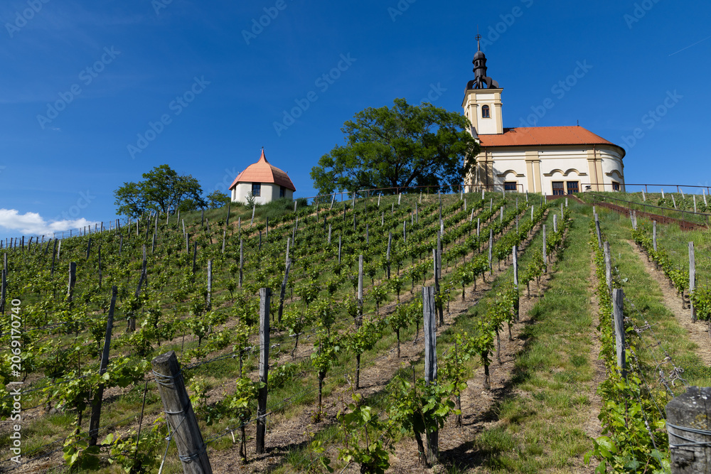 Fototapeta premium church in middle of a vineyard in Moravia