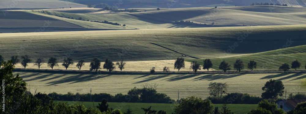 Fototapeta premium rolling green fields in early summer in Czech Moravia
