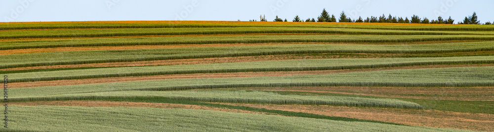 Fototapeta premium rolling green fields in early summer in Czech Moravia