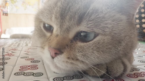adorable cat resting in china
