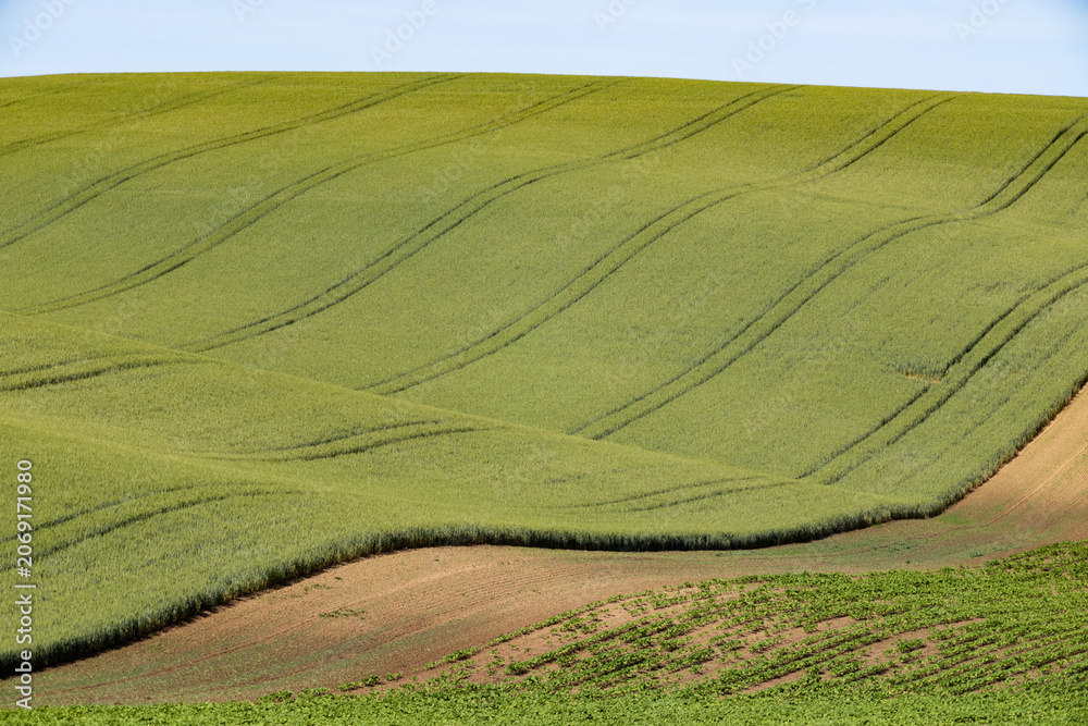 Fototapeta premium rolling green fields in early summer in Czech Moravia