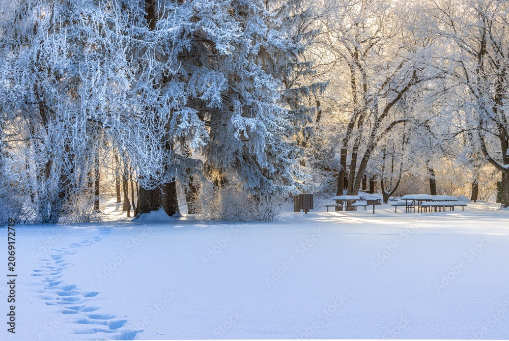 Fototapeta premium From shade to light; Forestry Farm Park in Saskatoon after a fresh snowfall on a sunny but frosty winter day.