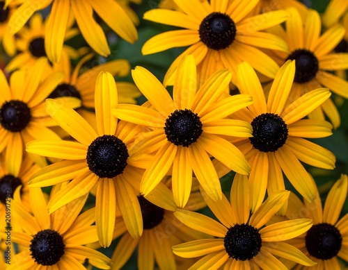 Vibrant yellow daisy flower field sunlight nature