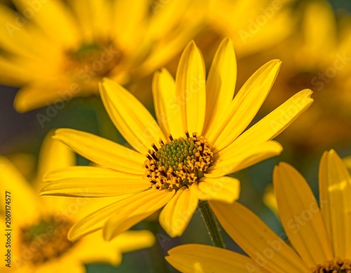 Vibrant yellow flower in soft focus garden setting