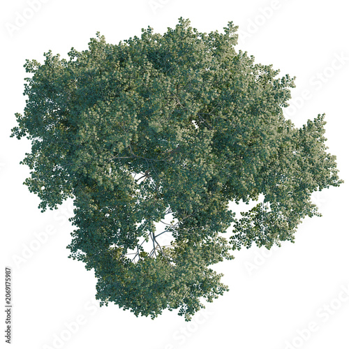 Fotografie Fagus sylvatica tree plan, top view, cutout, transparent background, isolate, Detailed Aerial View of a Lush Green Tree with Visible Branch Structure, Ideal for Landscape Design