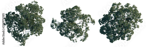 Foto Ficus macrophylla tree plan, top view, cutout, transparent background, isolate,