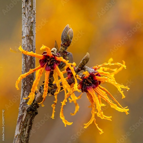 Vibrant yellow petal flower blossoms on tree branch soft focus background