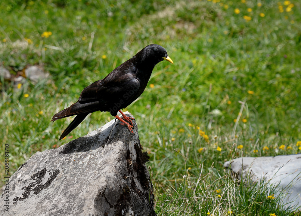 Fototapeta premium Alpine chough perched on a rock in a mountain meadow in the Swiss Alps