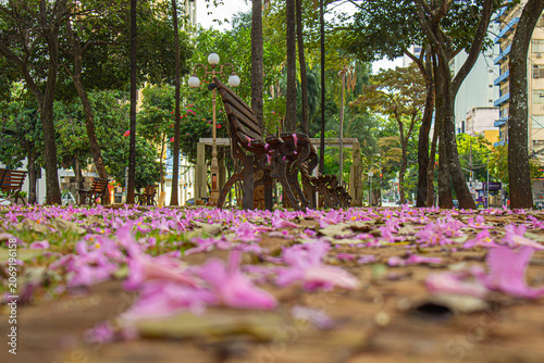 Detalhe dos bancos no canteiro central da avenida Goias, com flores de ipe rosa espalhadas pelo chão, fotografado de angulo baixo.