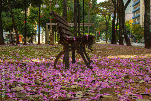 Detalhe de banco no canteiro central da avenida Goias, com flores de ipe rosa espalhadas pelo chão.