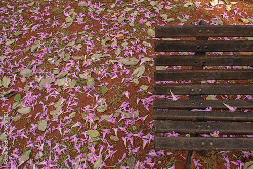 Detalhe de banco no canteiro central da avenida Goias, com flores de ipe rosa espalhadas pelo chão.