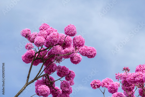 Detalhe de cachos de flores de um ipe roxo (ou ipe bola) com céu azul ao fundo. Handroanthus impetiginosus