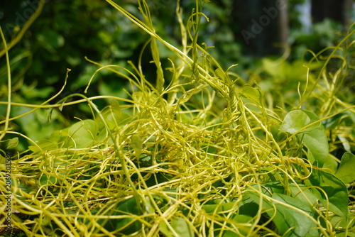 Принти на полотні Dodder Parasitic Vine Entwined on Host Plant