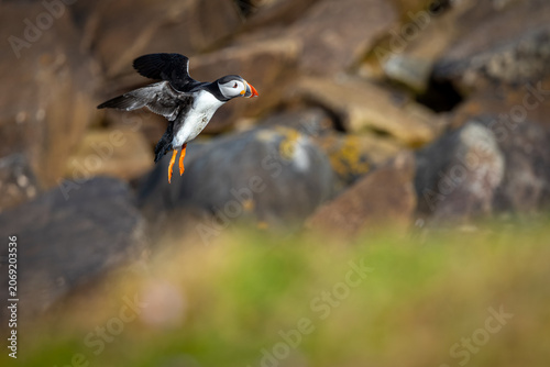 Frairecillo ( Fratercula arctica), en
 la Saltee Island Great, Killmore, Irlanda
