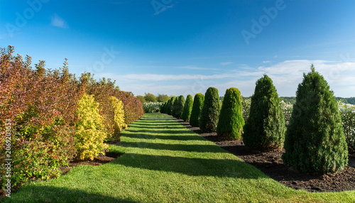 Variety Of Bushes And Shrubs In A Row