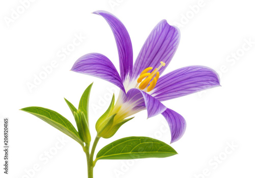 Vibrant purple bellflower with green leaves isolated on a transparent background for botanical art