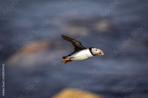 Frairecillo ( Fratercula arctica), en
 la Saltee Island Great, Killmore, Irlanda
