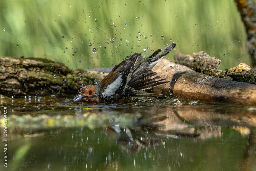 Photography The chaffinch is bathing.