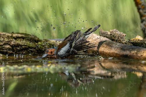 The chaffinch is bathing.