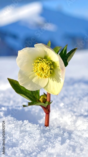 White flower blooming in snow with mountain background