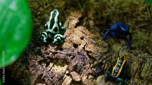 Fotografie Poison dart frogs living in tropical rainforest environment