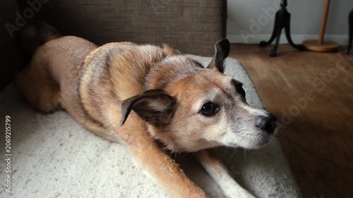 Cute sweet little rescued dog now happy in a loving home