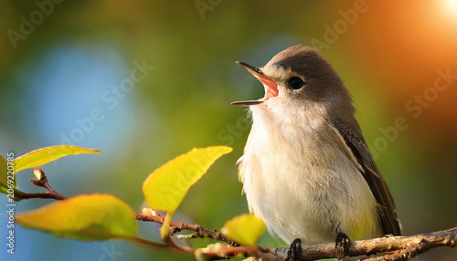 Eastern Wood Peewee Flycatcher Singing