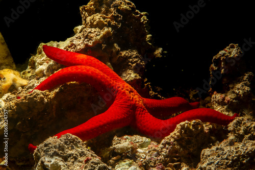 red starfish on a black background, red starfish on a coral, Orange starfish, Smooth starfish (Hacelia attenuata), Alghero, Sardinia, Italy