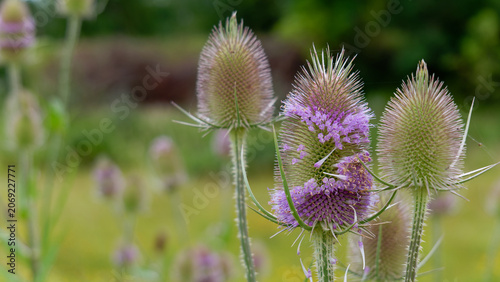 Wild teasel plants blooming with purple flowers in green meadow