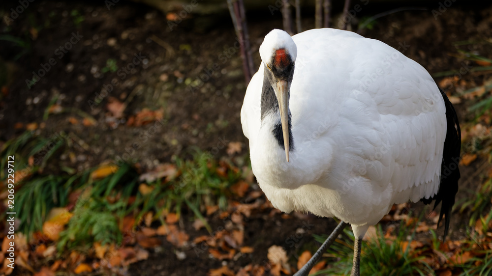 Obraz premium Red-crowned crane standing looking at camera in nature