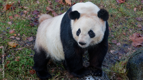Fotografie Giant panda bear standing on log